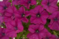 /album/petunia/petunia-ray-purple-jpg/